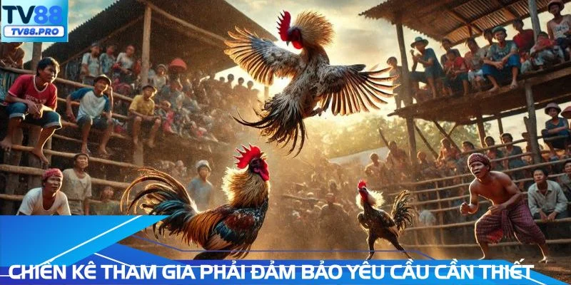 Chiến kê tham gia phải đảm bảo yêu cầu cần thiết